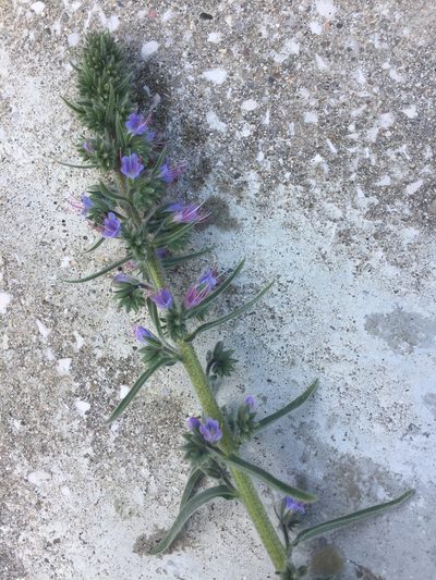 Echium lusitanicum, photographed by Andre Hosper