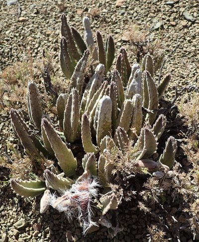 Stapelia grandiflora, photographed by Nicola van Berkel