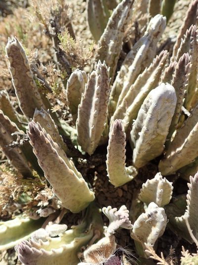 Stapelia grandiflora, photographed by Nicola van Berkel