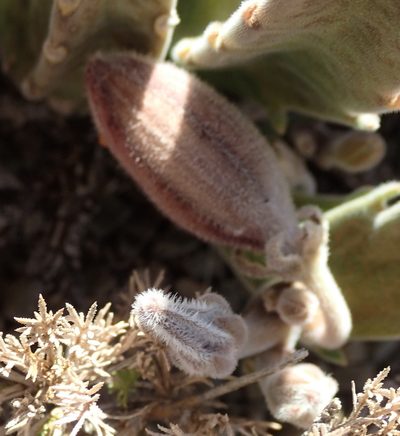 Stapelia grandiflora, photographed by Nicola van Berkel