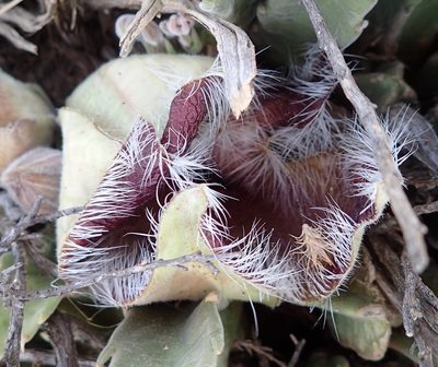 Stapelia grandiflora, photographed by Nicola van Berkel