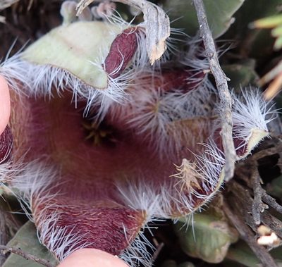 Stapelia grandiflora, photographed by Nicola van Berkel