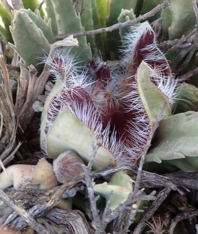 Stapelia grandiflora, photographed by Nicola van Berkel