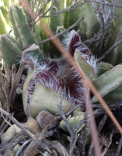 Stapelia grandiflora, photographed by Nicola van Berkel