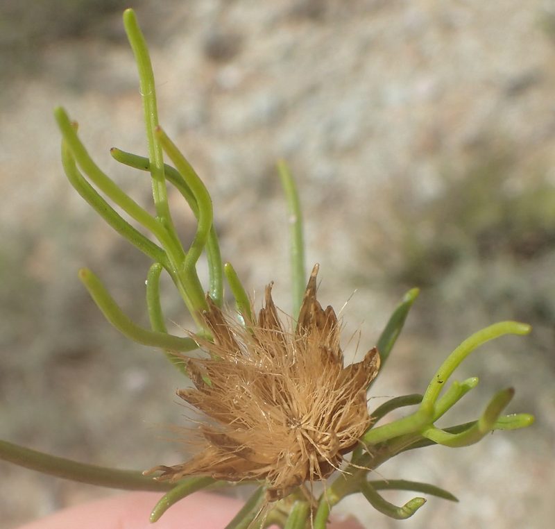 Pteronia flexicaulis, photographed by Nicola van Berkel