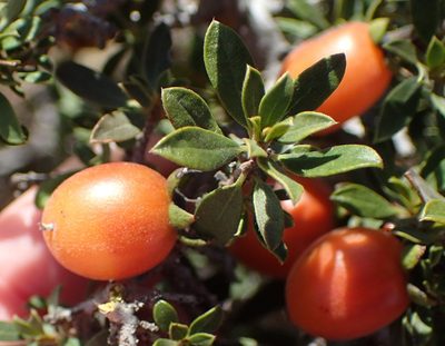 Diospyros lycioides, photographed by Nicola van Berkel