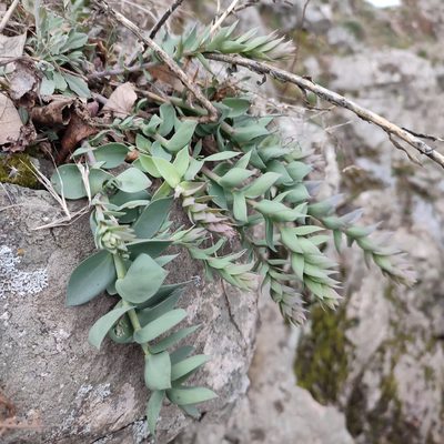 Linaria genistifolia, photographed by Quentin Groom