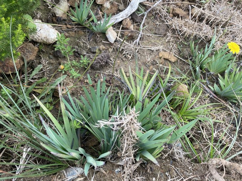 Sisyrinchium californicum, photographed by Penelope Noel Gillette
