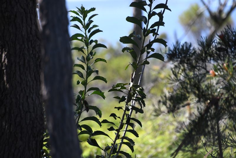 Telopea speciosissima, photographed by Thomas Mesaglio