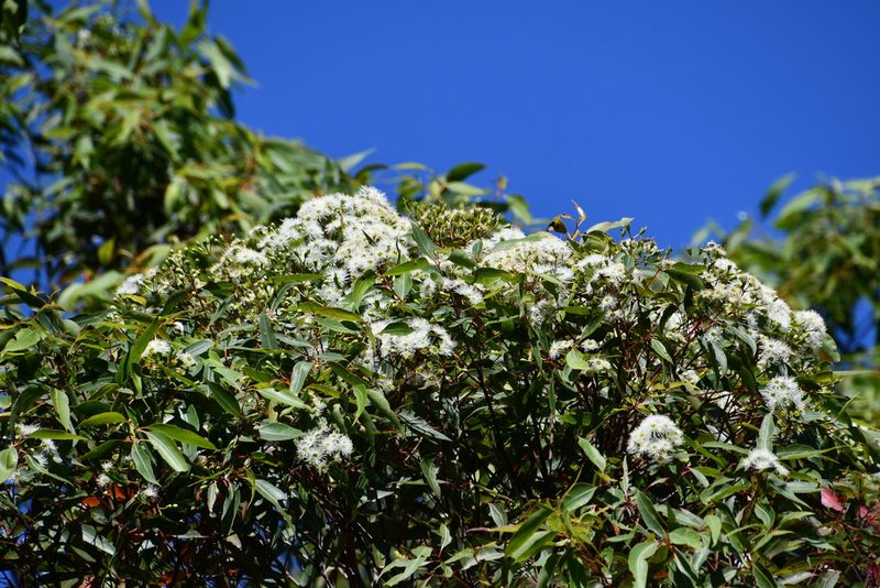 Corymbia gummifera, photographed by Thomas Mesaglio