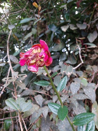 Cavendishia adenophora, photographed by Daniel Mesa