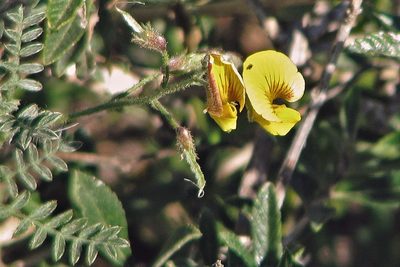 Adesmia incana, photographed by Hugo Hulsberg