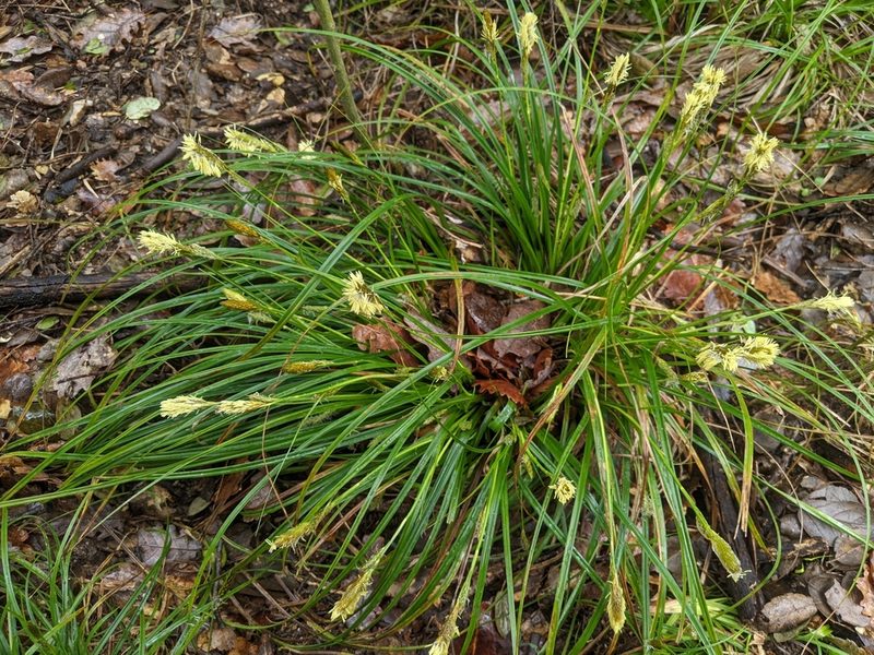 Carex depressa, photographed by Katarzyna Żarnowiec