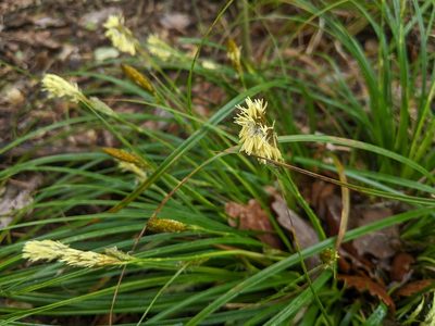Carex depressa, photographed by Katarzyna Żarnowiec