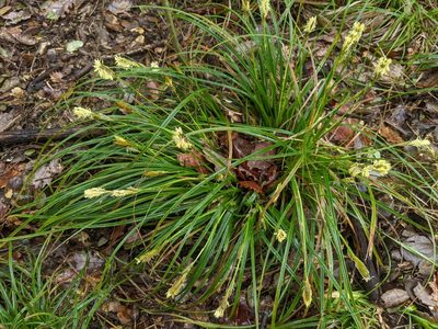 Carex depressa, photographed by Katarzyna Żarnowiec