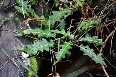 Solanum prinophyllum, photographed by Thomas Mesaglio