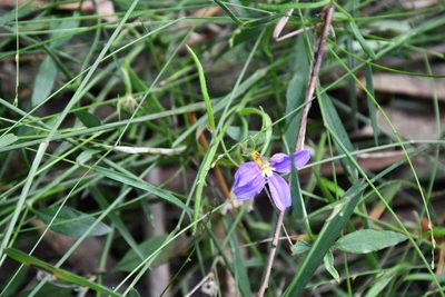 Scaevola ramosissima, photographed by Thomas Mesaglio