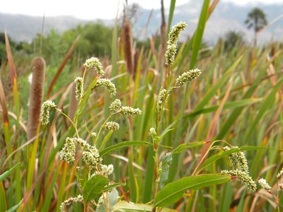 Persicaria lapathifolia, photographed by Tim Kirsten