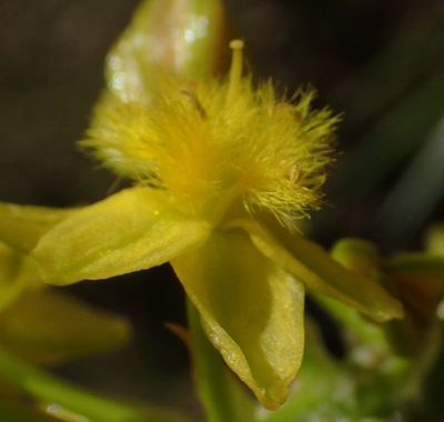 Bulbine abyssinica
