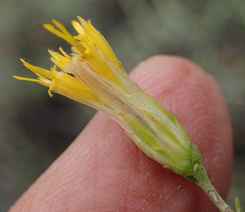 Pegolettia retrofracta, photographed by Nicola van Berkel