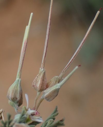 Pelargonium malacoides, photographed by Nicola van Berkel