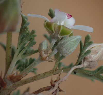 Pelargonium malacoides, photographed by Nicola van Berkel
