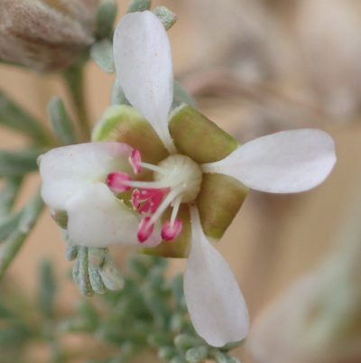 Pelargonium malacoides, photographed by Nicola van Berkel