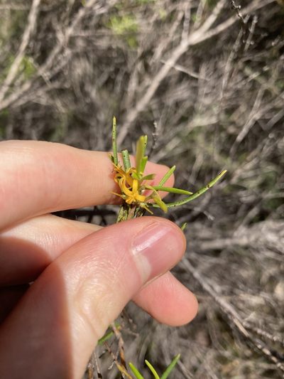 Persoonia mollis, photographed by Thomas Mesaglio