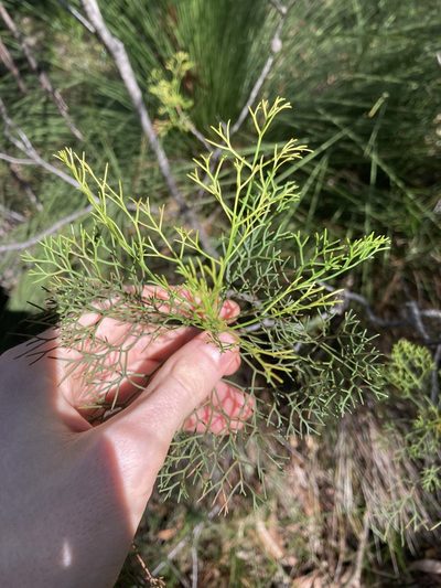 Petrophile pedunculata, photographed by Thomas Mesaglio