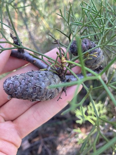 Petrophile sessilis, photographed by Thomas Mesaglio