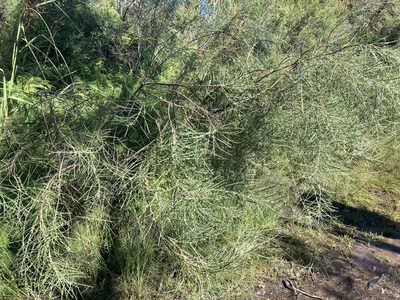 Acacia elongata, photographed by Thomas Mesaglio