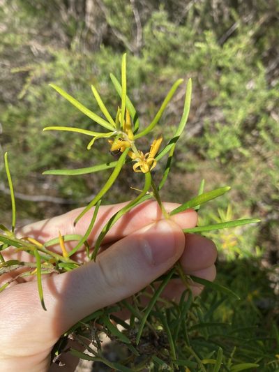 Persoonia mollis, photographed by Thomas Mesaglio