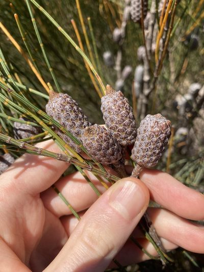 Allocasuarina distyla, photographed by Thomas Mesaglio
