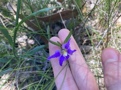 Scaevola ramosissima, photographed by Thomas Mesaglio