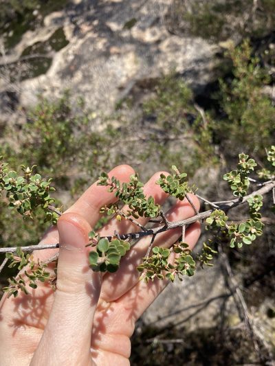 Leptospermum rotundifolium, photographed by Thomas Mesaglio