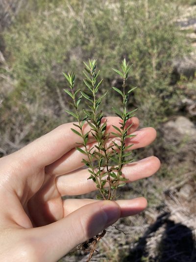Prostanthera saxicola, photographed by Thomas Mesaglio