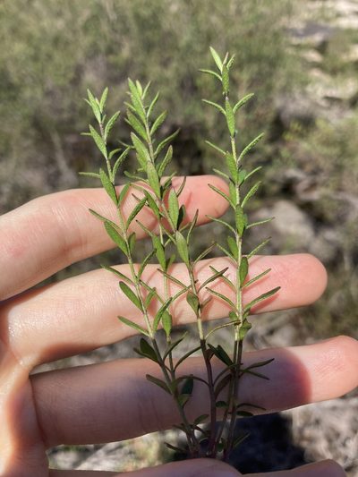 Prostanthera saxicola, photographed by Thomas Mesaglio