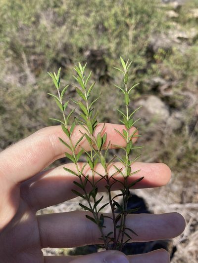 Prostanthera saxicola, photographed by Thomas Mesaglio