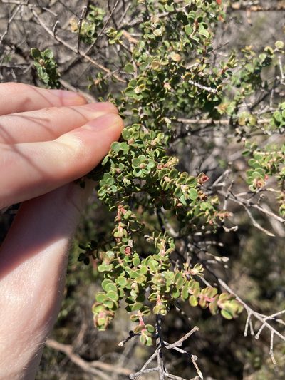 Leptospermum rotundifolium, photographed by Thomas Mesaglio