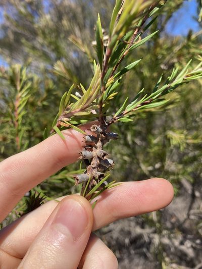 Melaleuca capitata, photographed by Thomas Mesaglio