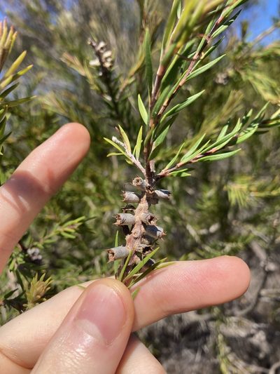 Melaleuca capitata, photographed by Thomas Mesaglio