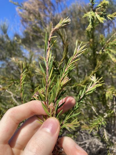 Melaleuca capitata, photographed by Thomas Mesaglio
