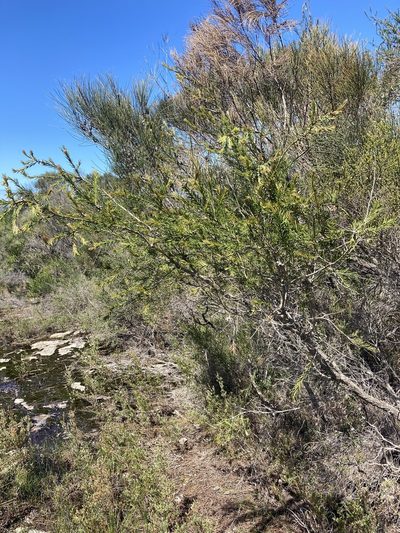 Melaleuca capitata, photographed by Thomas Mesaglio