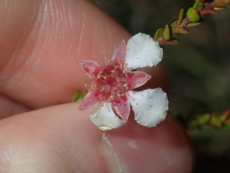 Leptospermum epacridoideum, photographed by Thomas Mesaglio