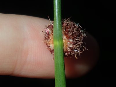 Chorizandra sphaerocephala, photographed by Thomas Mesaglio