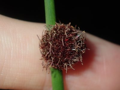 Chorizandra sphaerocephala, photographed by Thomas Mesaglio