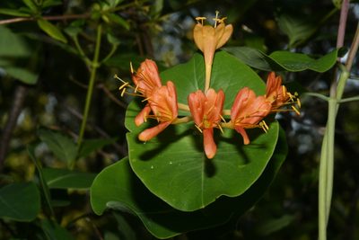 Lonicera flava, photographed by Brian Finzel