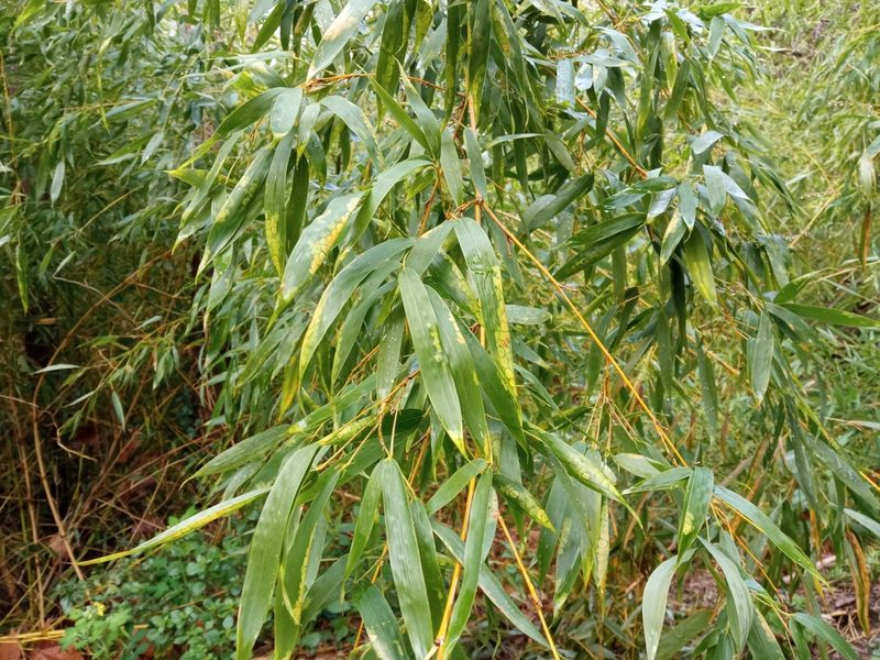 Phyllostachys aurea, photographed by Josep Gesti