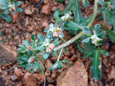 Reseda phyteuma, photographed by Josep Gesti
