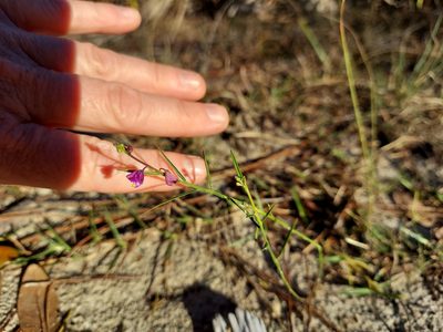 Asemeia grandiflora, photographed by Athena Philips